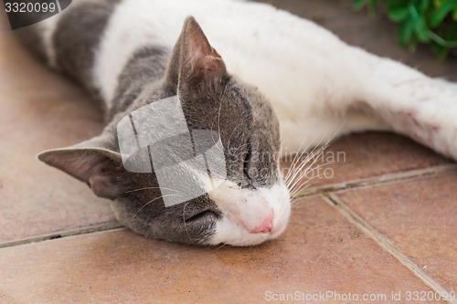 Image of motley cat  
