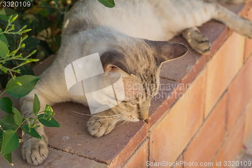 Image of motley cat  