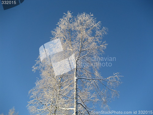 Image of Norwegian winter tree