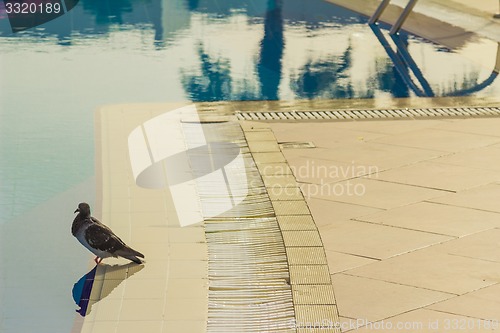Image of Dove pool