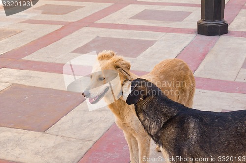 Image of two dogs   