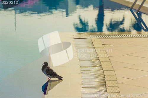 Image of Dove pool