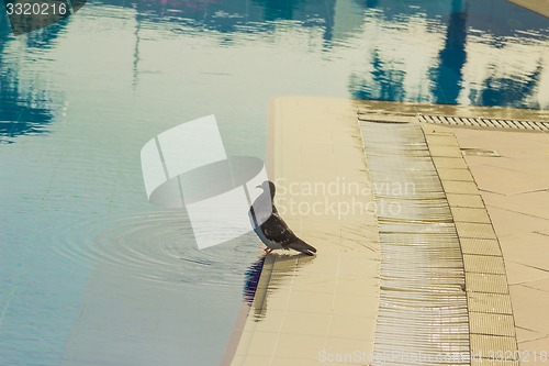 Image of Dove pool