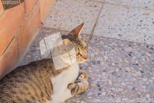 Image of motley cat  