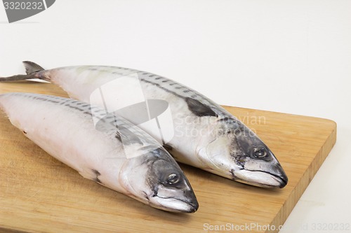 Image of fresh fish  