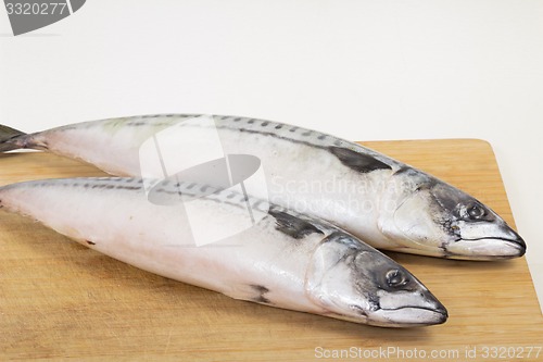 Image of fresh fish  