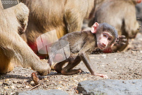 Image of Female baboon with a young baboon