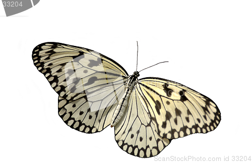 Image of Rice Paper Butterfly