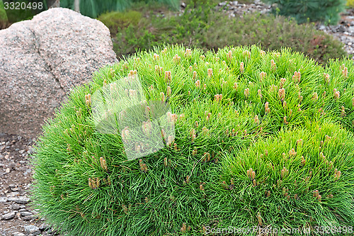 Image of Dwarf pine. Landscaping element.