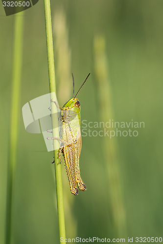 Image of Green grasshopper.