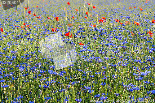 Image of Field with cornflowers and red poppies.