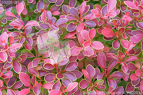 Image of Bush with red leaves.
