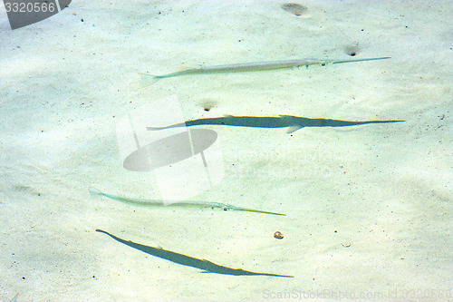 Image of   fish   isla contoy         in    foam  the sea drop 