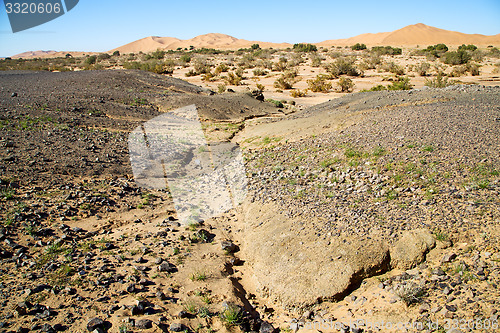 Image of  old fossil in   desert of morocco sahara and rock  stone 