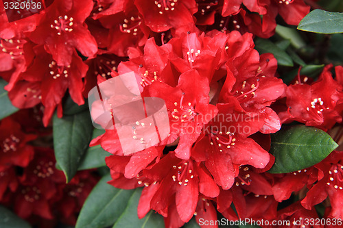 Image of rhododendron as very nice flower background