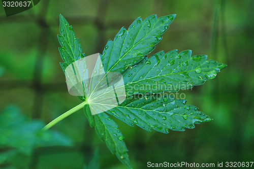 Image of marijuana plant and water