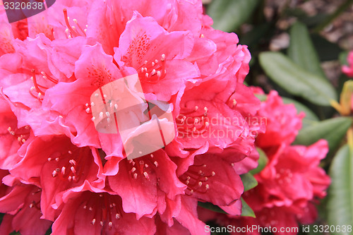 Image of rhododendron as very nice flower background