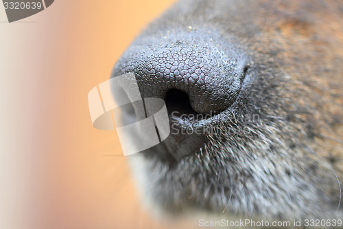 Image of detail of dog nose