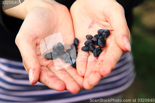 Image of honeysuckle in human hand