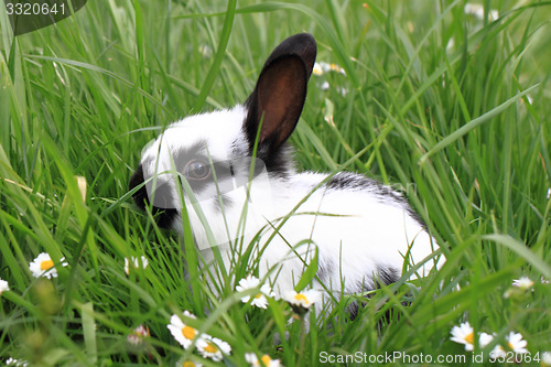 Image of black and white rabbit in the grass