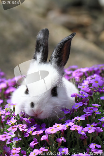 Image of black and white rabbit in the flowers