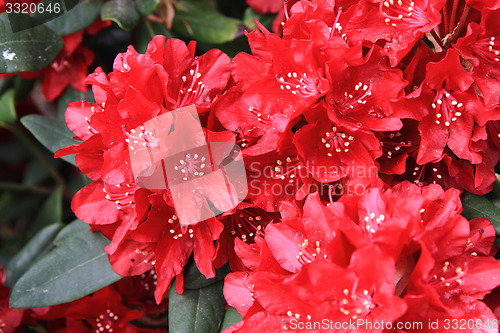 Image of rhododendron as very nice flower background