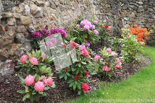 Image of rhododendron as very nice flower background