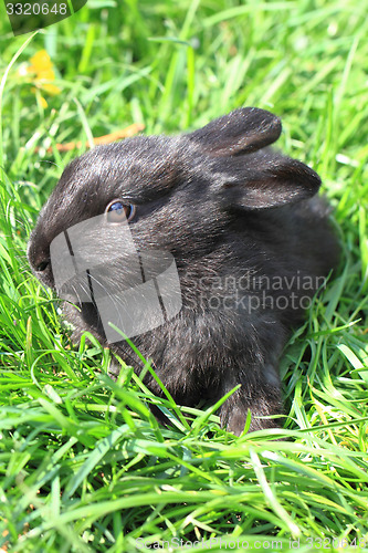 Image of black rabbit in grass