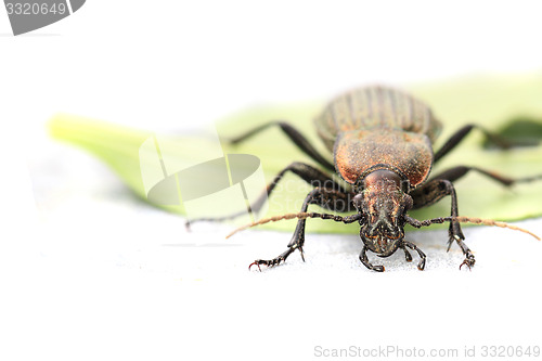 Image of Carabus cancellatus (copper color bug)