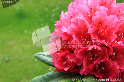 Image of rhododendron garden as very nice flower background