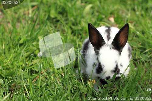 Image of black and white rabbit in the grass