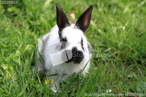 Image of black and white rabbit in the grass