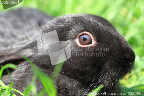 Image of black rabbit in grass