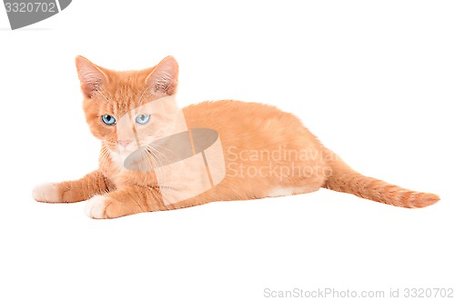 Image of Angry orange kitten