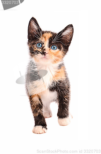 Image of Adorable Calico Cat