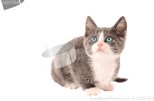 Image of White and Grey Kitten
