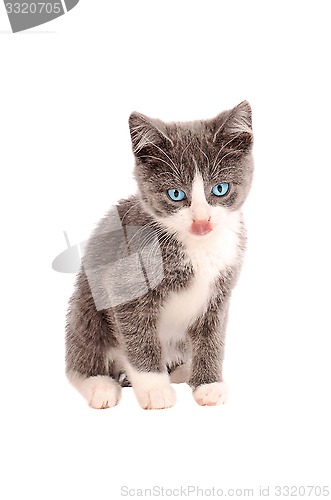 Image of White and Grey Kitten