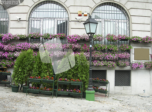 Image of flower and shrub plant dispaly bohemian quarter of Skadarlija Be