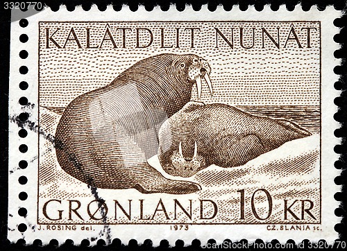 Image of Walruses