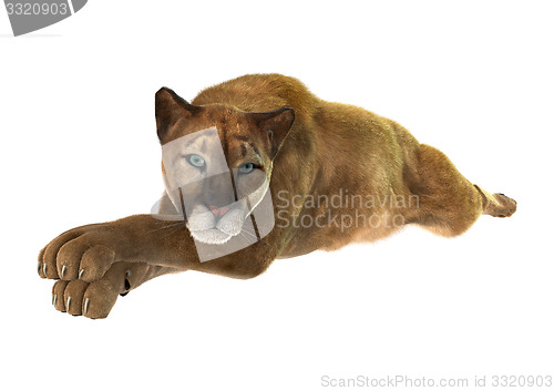 Image of Big Cat Puma