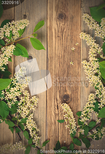 Image of branch of blossom bird cherry