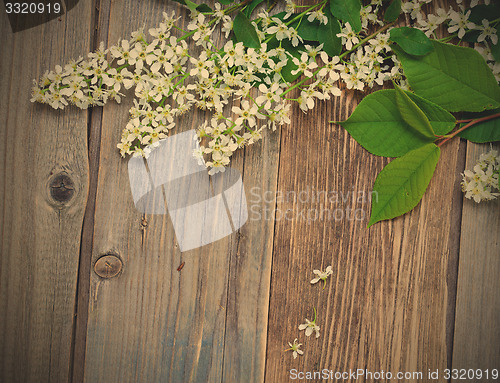 Image of branch of blossom bird cherry on aged boards antique table