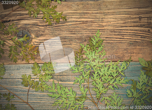 Image of Still Life with dry leaves and stems