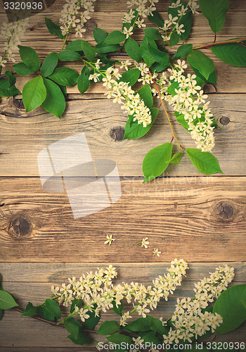 Image of branch of blossom bird cherry on vintage boards