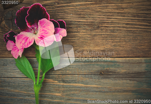 Image of geranium flower on a background of aged board