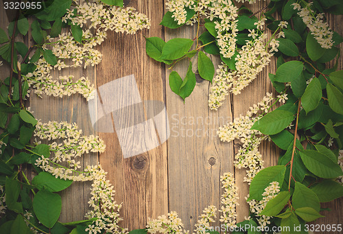 Image of branch of blossom bird cherry