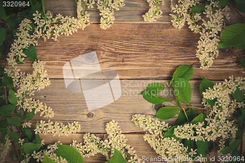 Image of bird cherry branches