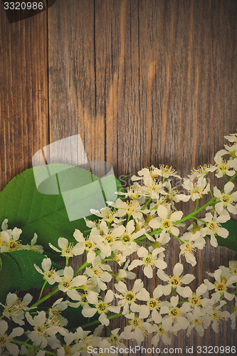 Image of branch and leaves of blossom bird cherry