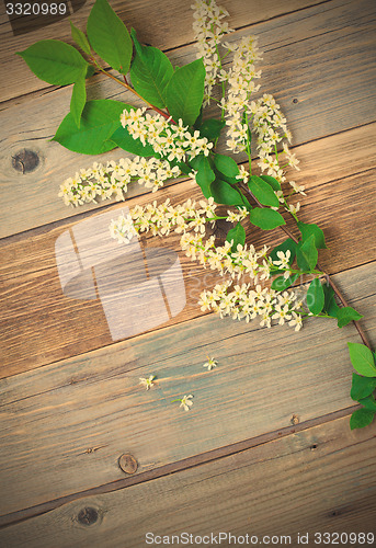 Image of bird cherry branch