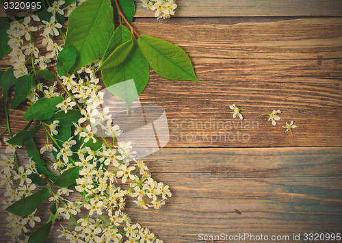 Image of branch and flowers of blossom bird cherry